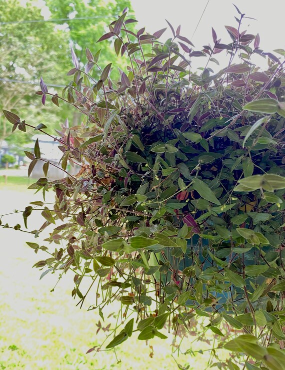 Tahitian Bridal Veil Plant Cutting Etsy Tahitian Bridal Veil Plant Cutting Etsy