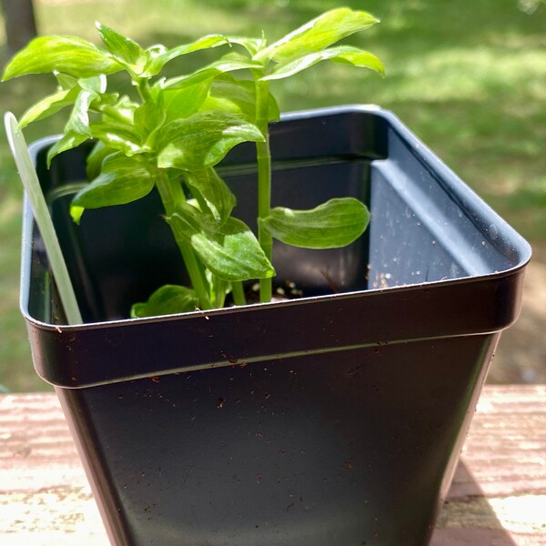 Rare Wandering Jew Plant Cutting – Tradescantia Variegated White, Starter Pot