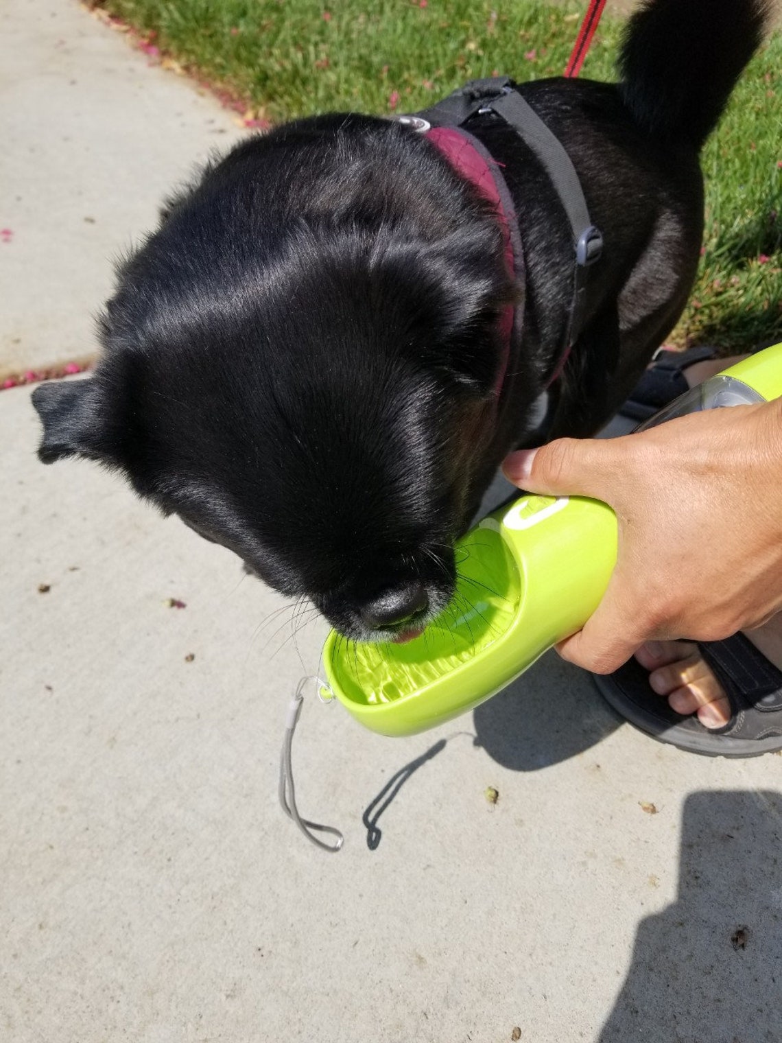 3 in 1 Dog Water Bottle & Treat Container Portable Dog Water Etsy