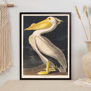 Puede incluir: Una impresi&oacute;n vintage de un pel&iacute;cano blanco con un pico amarillo, sobre un fondo oscuro. La impresi&oacute;n est&aacute; enmarcada en negro y presenta el texto "American White Pelican".