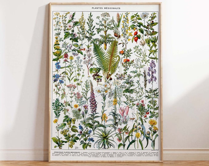 Adolphe Millot Botanical Flower Poster Print, Vintage Art Print, Floral Art, Medicinal Plants, Herbs Wall Art Poster Print Sizes A2/A3/A4