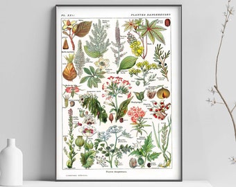 May include: A vintage botanical illustration poster featuring a variety of plants and flowers. The poster is framed in black and has the title "PLANTAE HANCROENSE" at the top.