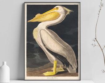 John James Audubon Print, American White Pelican Print, Bird Art, Vintage Pelican Art, Gift, Pelican Wall art poster print Sizes A2/A3/A4