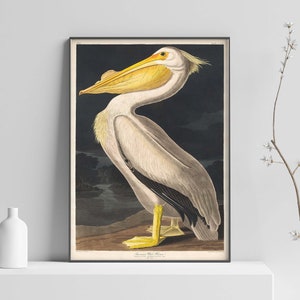 John James Audubon Print, American White Pelican Print, Bird Art, Vintage Pelican Art, Gift, Pelican Wall art poster print Sizes A2/A3/A4