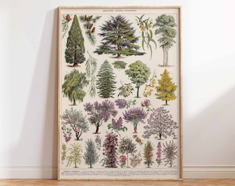 Impresión de póster de árboles ornamentales, Impresión de arte vintage de árboles, Arte floral vintage, Impresión de arte de naturaleza botánica Impresión de póster de arte de pared Tamaños A2/A3/A4