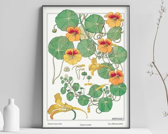Impresión de litografía de capuchina, impresión de arte vintage, cartel floral vintage, impresión de arte de capuchina, impresión de póster de arte de pared floral tamaños A2 A3 A4
