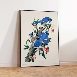 Blue Jay Print John James Audubon Birds of America Poster Print Birds Print Audubon Bird Art Print - Wall art poster print Sizes A2/A3/A4