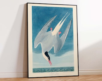 Arctic Tern Print, Birds of America, John James Audubon Print, Vintage Bird Art, Bird Print, Bird Poster, Wall Art Poster Sizes A2/A3/A4