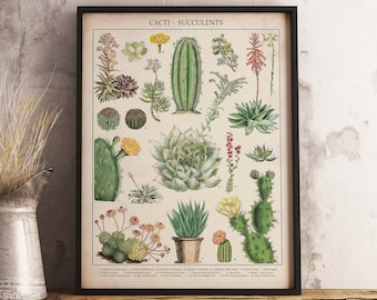 Cactus Vintage Botanical Print, Modern Art Print, Vintage Art, Succulents Poster, Floral, Cactus Art Wall Art Poster Print - Sizes A2/A3/A4