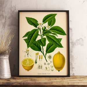 Vintage Citrus Fruit Print, Lemons Botanical Kitchen Art Print, Kitchen Print, Vintage Print, Modern Art, Wall Poster Print - Sizes A2 A3 A4