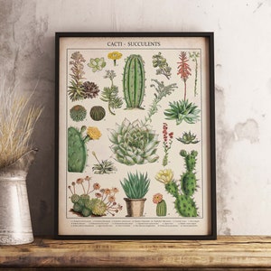 Kaktus Vintage botanischer Druck, moderne Kunst Druck, Vintage Kunst, Sukkulenten Poster, Blumen, Kaktus Kunst Wand Kunst Poster - Größen A2/A3/A4