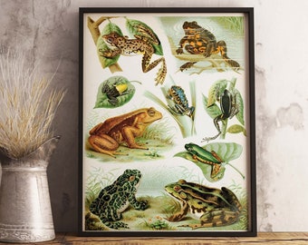 Frog Vintage Illustration Poster Print Vintage Frog Print Frog Modern Art Print  Gift Home Decor - Wall Art Poster Print - Sizes A2 A3 A4