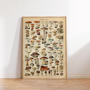 Mushroom Science Illustration 1909, Adolphe Millot Botanical Print, Vintage Mushroom Print, Champignons Wall art poster print Sizes A2 A3 A4