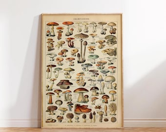 Mushroom Science Illustration 1909, Adolphe Millot Botanical Print, Vintage Mushroom Print, Champignons Wall art poster print Sizes A2 A3 A4