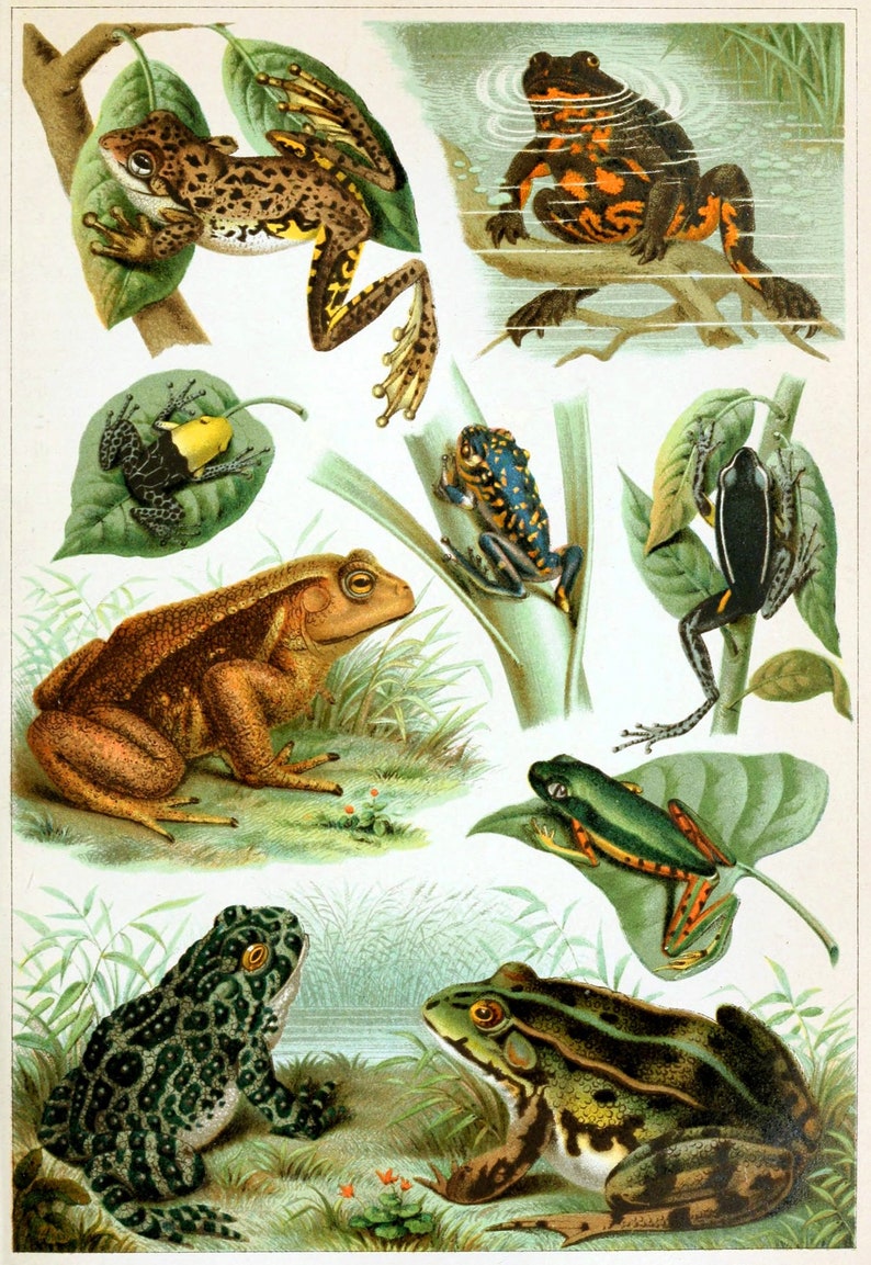 Frog Vintage Illustration Poster Print Vintage Frog Print | Etsy