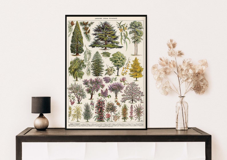 May include: Vintage botanical illustration poster featuring a variety of trees and shrubs. The poster is framed in black and has a white background with detailed illustrations of different types of trees and shrubs, including cedar, willow, and maple.