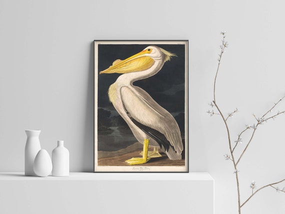 John James Audubon Print, American White Pelican Print, Bird Art, Vintage Pelican Art, Gift, Pelican Wall art poster print Sizes A2/A3/A4