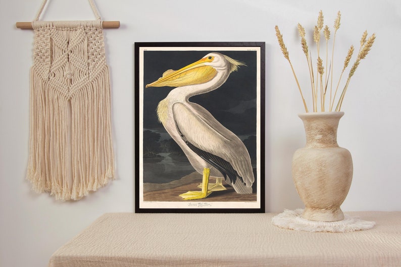 Puede incluir: Una impresi&oacute;n vintage de un pel&iacute;cano blanco con un pico amarillo, sobre un fondo oscuro. La impresi&oacute;n est&aacute; enmarcada en negro y presenta el texto "American White Pelican".