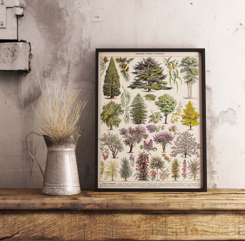 May include: A vintage botanical illustration poster in a black frame, featuring a collection of trees and shrubs with their Latin names. The poster is titled "JARDINS (Arbres d'ornement)" and is printed in a muted color palette.