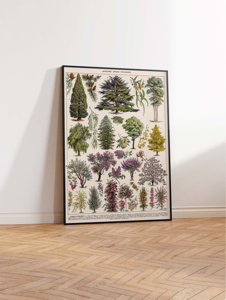 May include: A vintage botanical illustration poster featuring a collection of trees and shrubs. The poster is titled "Jardins (Arbres d'ornement)" and includes the names of each plant in French.