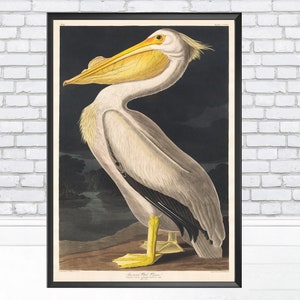 Puede incluir: Una ilustraci&oacute;n vintage de un pel&iacute;cano blanco americano, un ave acu&aacute;tica grande con un pico largo y amarillo y plumaje blanco. El ave se representa sobre un fondo oscuro, con la cabeza girada hacia un lado y el pico ligeramente abierto. La ilustraci&oacute;n se titula "Pel&iacute;cano blanco americano, Pelecanus erythrorhynchos".