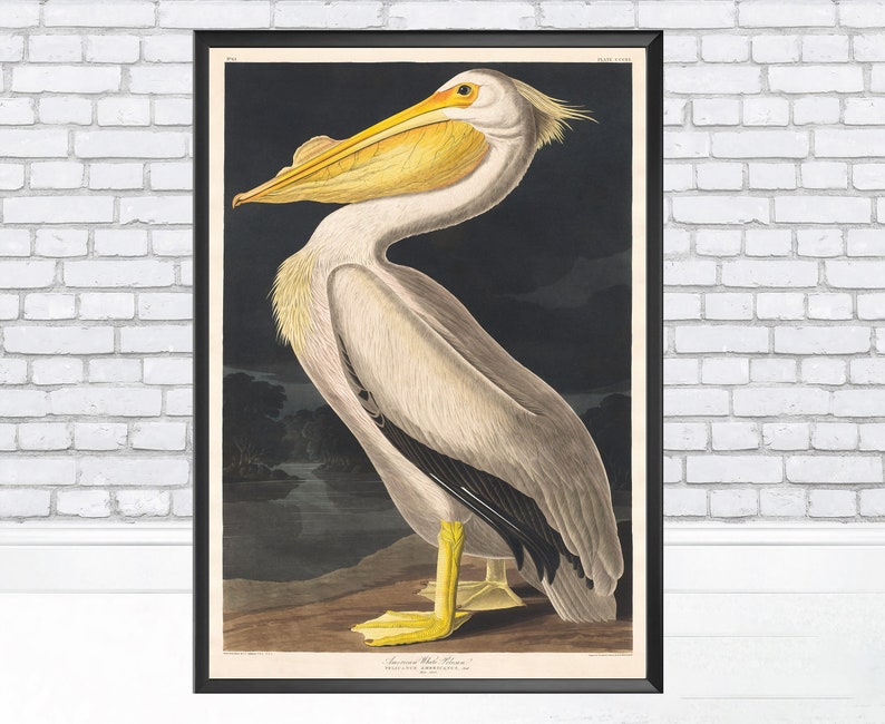 Puede incluir: Una ilustraci&oacute;n vintage de un pel&iacute;cano blanco americano, un ave acu&aacute;tica grande con un pico largo y amarillo y plumaje blanco. El ave se representa sobre un fondo oscuro, con la cabeza girada hacia un lado y el pico ligeramente abierto. La ilustraci&oacute;n se titula "Pel&iacute;cano blanco americano, Pelecanus erythrorhynchos".