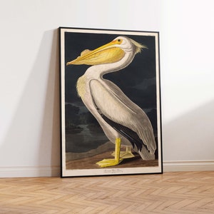 Puede incluir: Una impresi&oacute;n vintage de un pel&iacute;cano blanco americano con un pico amarillo y marcas negras en sus alas. El p&aacute;jaro est&aacute; de pie sobre una roca en un fondo oscuro y acu&aacute;tico. La impresi&oacute;n est&aacute; titulada "American White Pelican" y es de John James Audubon.