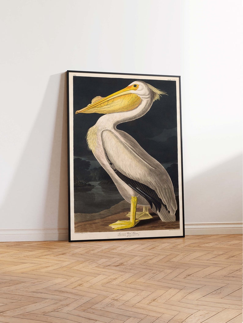 Puede incluir: Una impresi&oacute;n vintage de un pel&iacute;cano blanco americano con un pico amarillo y marcas negras en sus alas. El p&aacute;jaro est&aacute; de pie sobre una roca en un fondo oscuro y acu&aacute;tico. La impresi&oacute;n est&aacute; titulada "American White Pelican" y es de John James Audubon.