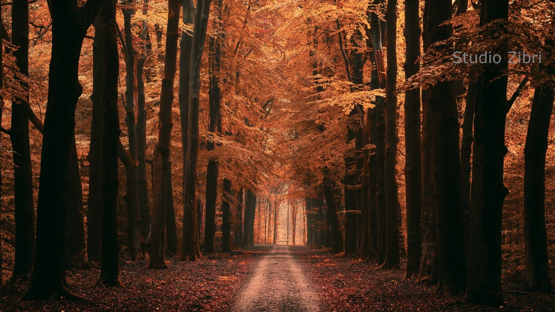 Autumn Zoom Background Free