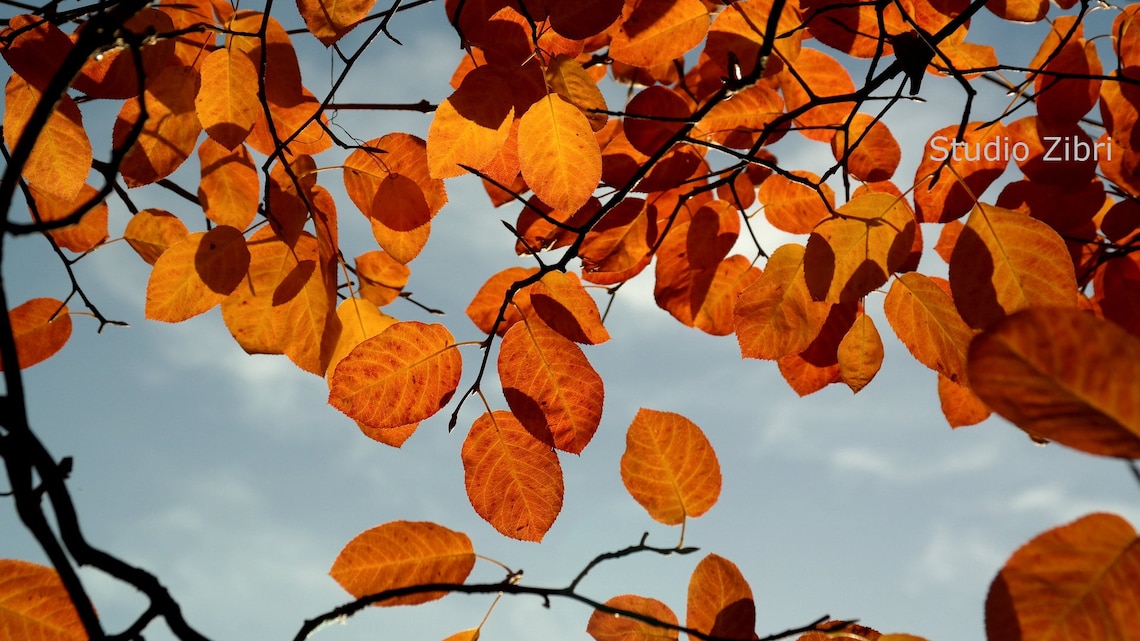 Fall Leaves Zoom Virtual Background