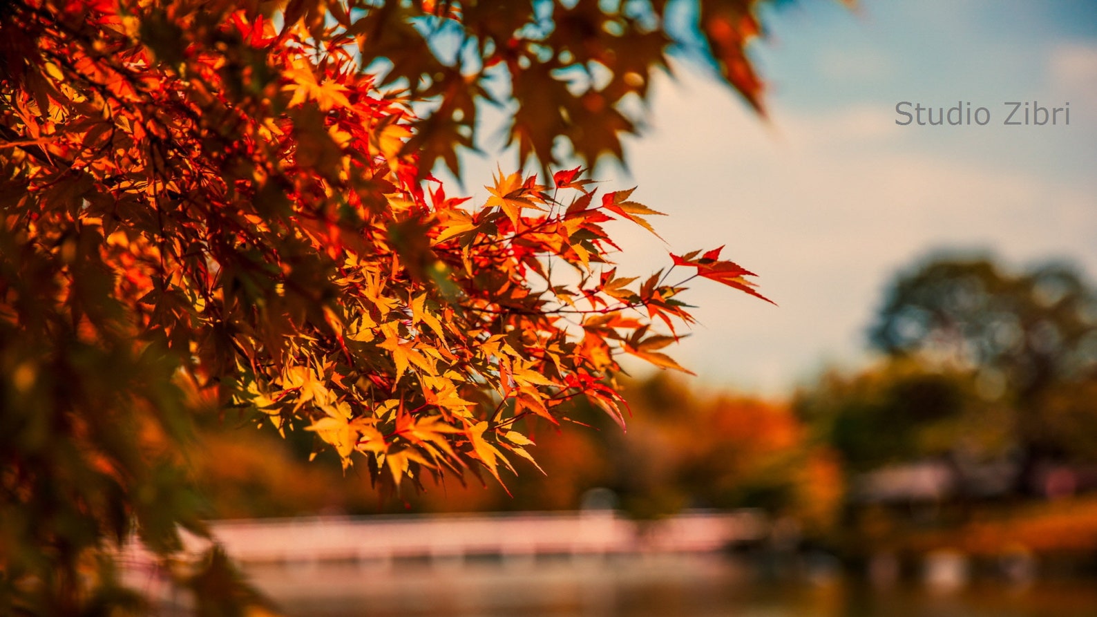 Autumn Zoom Background Pack, Instant Download, Virtual Backgrounds, Digital Backgrounds Etsy