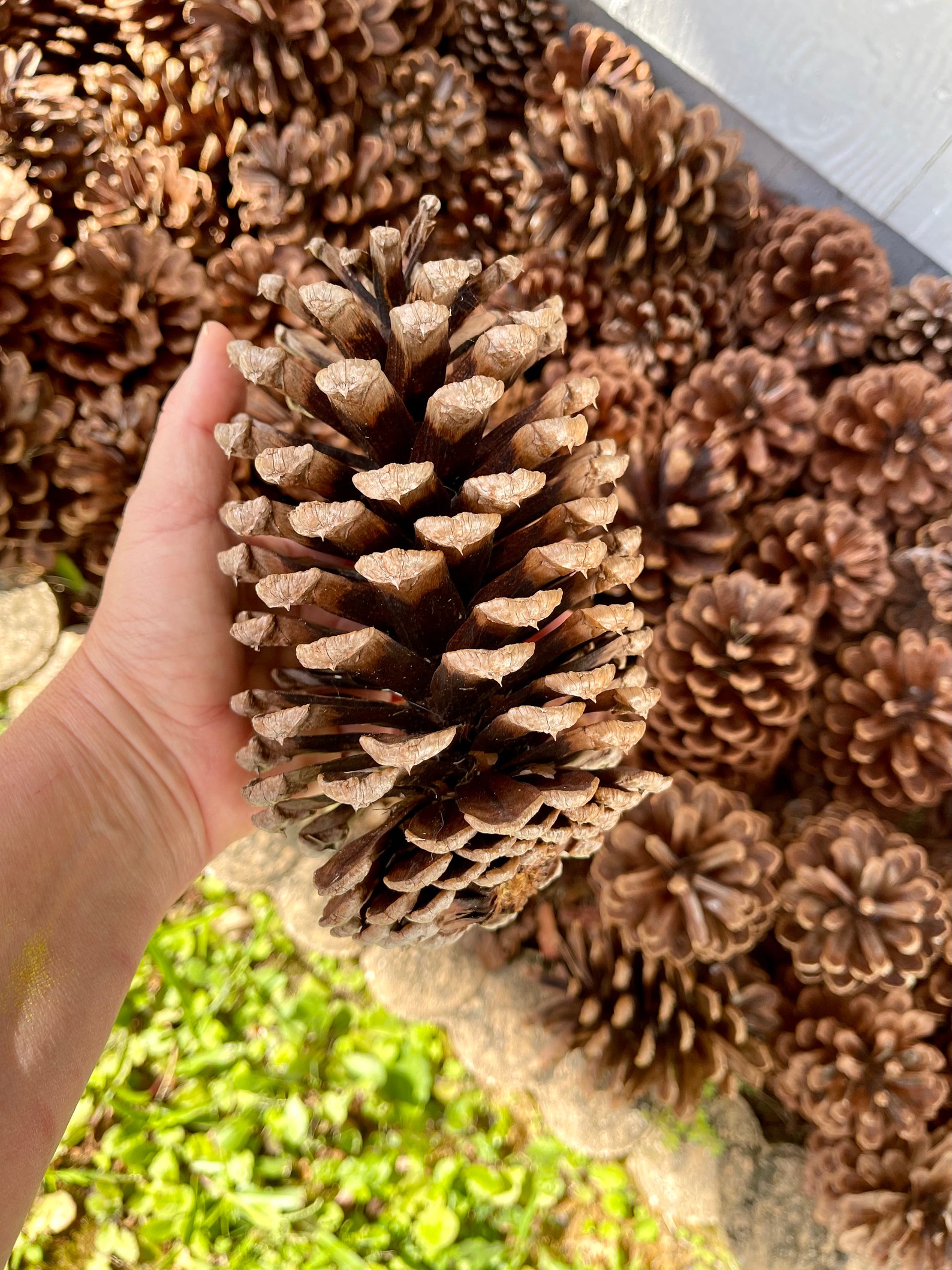 White Pine Tree Pine Cones 5 Etsy