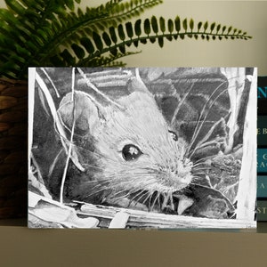 Souris des champs du Dorset