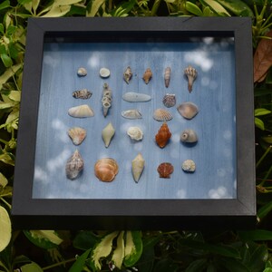 Shell Shadow Box: Beachy Peachy