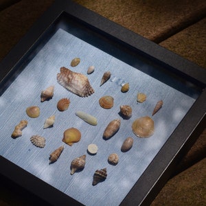 Shell Shadow Box: Orangesickle