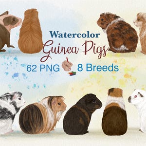Clipart aquarelle de cochon d'Inde. Races de cochons d'Inde. Vue arrière des cochons d'Inde. Membres de la famille. Portrait d'animal de compagnie personnalisé. Clipart POD.