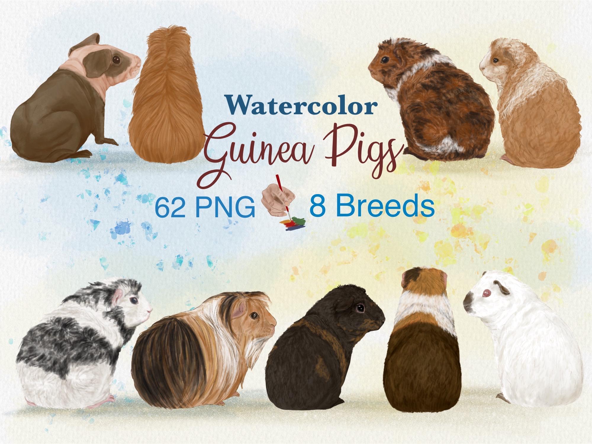 Pig Colors Types Of Guinea Pig Breeds Guinea Pig Coat Types 2025