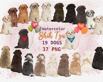 Watercolor Shih Tzu Clipart. Raer Sitting Dog Graphic.  Shih Tzu Portrait Design. Personalized Shih Tzu. Hand painted Cute Dogs