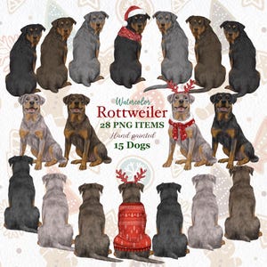 Clipart de rottweiler en acuarela. Rottweiler PNG personalizable. Gráficos navideños de perros. Regalo para amantes de los rottweiler. Retrato de rottweiler. Miembros de la familia
