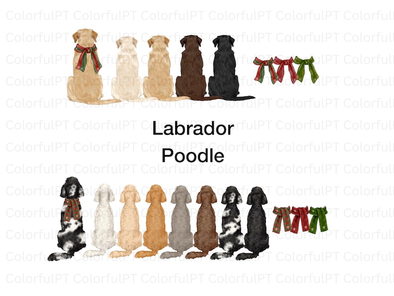 May include: A digital illustration featuring two rows of dog breeds viewed from behind. The top row shows five Labrador Retrievers in yellow, cream, tan, brown, and black, with three festive bows. The bottom row shows eight Poodles in various colors, with three additional bows. The text reads Labrador Poodle.
