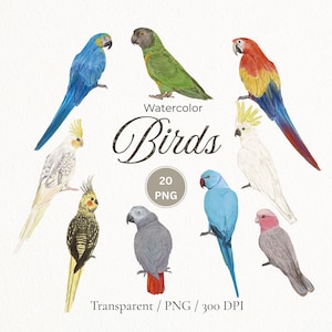 Watercolor Bird Clipart, Back View Parrot PNG, Rear View Bird Illustration, Tropical Bird Clip Art, Nursery Wall Art, Transparent PNG