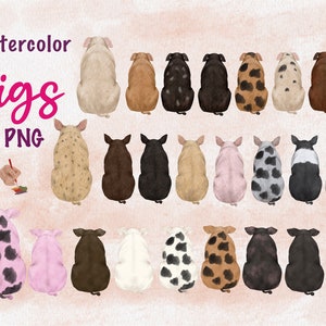 Imágenes prediseñadas de cerdo. Ilustraciones de cerdos en acuarela. Gráficos de razas de cerdos. Cerdo PNG. Cerdo imprimible. Cerdos vistos de espaldas. Arte de cerdos. Miembro de la familia.