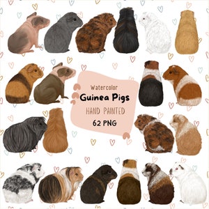 Watercolor Guinea Pig Clipart. Guinea Pig Breeds. Guinea Pigs from back view. Family members. Personalized Pet Portrait. POD Clipart.