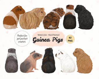 Watercolor Guinea Pig Clipart: Hand-Painted Pet Portraits (62 PNG)