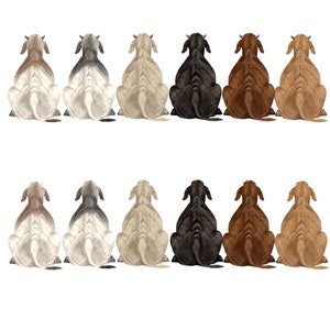 May include: A row of eight cows sitting with their backs to the viewer. The cows are in various colors, including brown, black, white, and gray.
