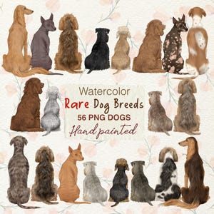 Imágenes prediseñadas de razas de perros raras. Gráfico de perro en acuarela. Perros sentados de espaldas. Imágenes prediseñadas de Saluki. Dandie Dinmont Terrier png. Imágenes prediseñadas de retrato de perro