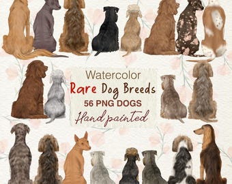 Rare Dog Breeds Clipart: Watercolor PNG Graphics (56 Files)