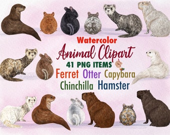 Watercolor Hamster Clipart. Pet animal png. Ferret Clipart. Portrait creator. Capybara graphics. Chinchilla png. POD clipart. Family members