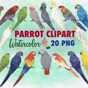 Clipart de papagaio aquarela. Sublimação de papagaio. Pássaros tropicais. Raças de papagaios. Arara. Cacatuas. Calopsita. Papagaio cinza africano. Pássaros exóticos