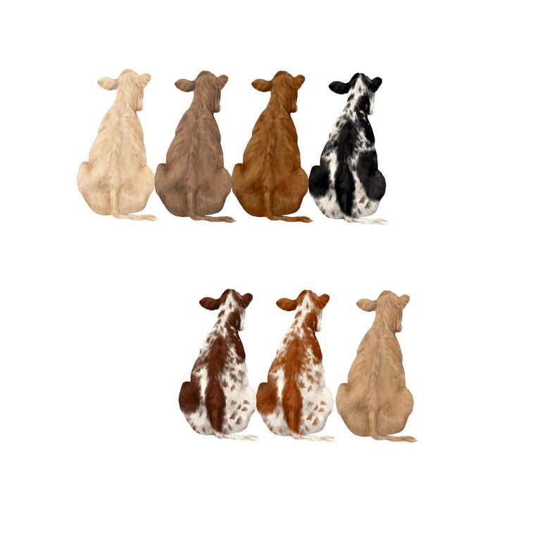 May include: A row of seven brown and white spotted calves sitting in a line, facing away from the camera. The calves are all different shades of brown and white, and some have more spots than others.